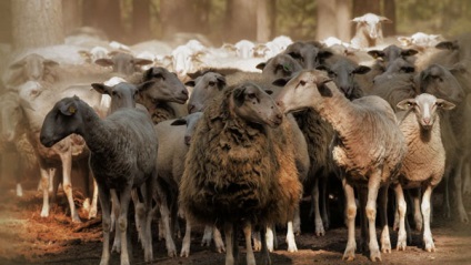 Вівця - догляд за вівцями - породи овець