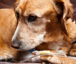 Pancreatitis kutyáknál okoz, a tünetek, a kezelés (hasnyálmirigy-gyulladás) Pancreatitis kutyáknál okoz, a tünetek, a kezelés