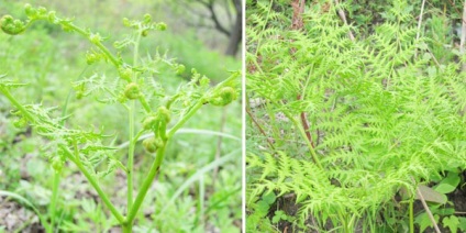 Páfrány páfrány recept, hogyan kell főzni a friss fern bracken (szakács) Páfrány páfrány recept, hogyan kell főzni a friss páfrány páfrány