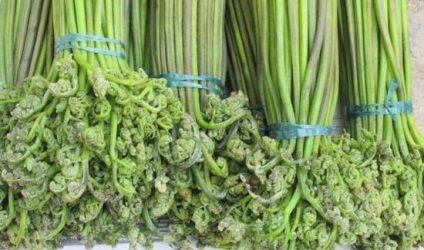 Páfrány páfrány recept, hogyan kell főzni a friss fern bracken (friss) Páfrány páfrány recept, hogyan kell főzni a friss páfrány páfrány