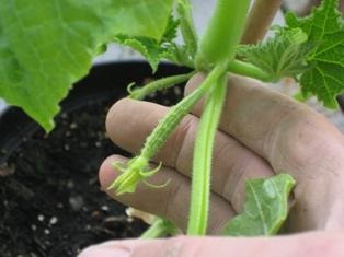 pasynkovanie uborka, üvegházban nőnek a kertben!