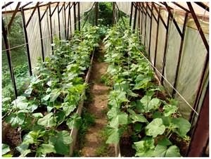 pasynkovanie uborka, üvegházban nőnek a kertben!
