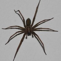 Pókok a házban, hogy megszabaduljon a pókok a lakásban vagy házban, rombolás, feldolgozásával pókok házak