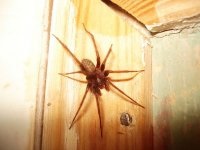 Pókok a házban, hogy megszabaduljon a pókok a lakásban vagy házban, rombolás, feldolgozásával pókok házak