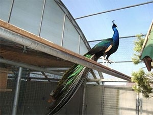 Peacock etetés, nemesítése, fenntartása - otthon