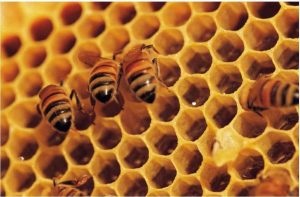 Méhek és a méz - összegyűjtése és termelési