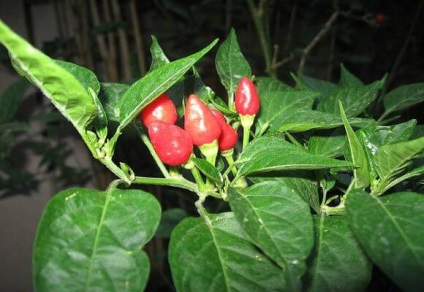 Pepper fény leírás beltéri fajták és a növekvő magról, videók és fotók
