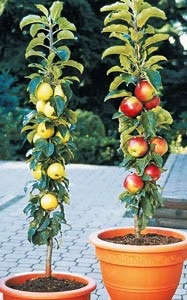 Gyümölcsfák és bogyós növények rácsos (támaszok)