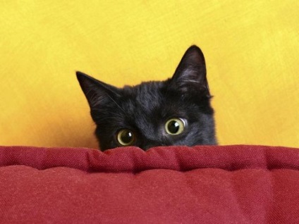 Miért macskák félnek a porszívó - okok és megoldások a félelem