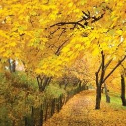 Miért levelek sárgulnak ősszel tanulni!