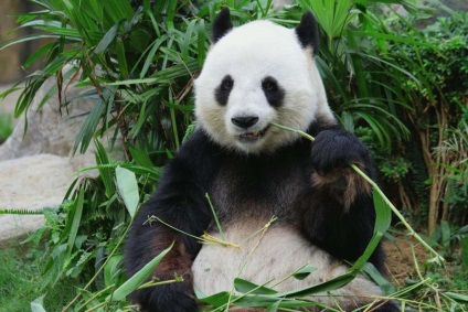 Miért panda egy veszélyeztetett faj, vagy megálltak meghalni