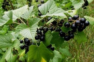 Miért fekete ribizli levelek csavart mágikus növények