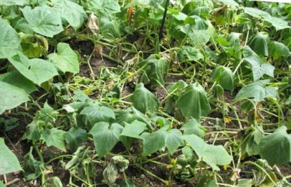 Miért hervadás uborka elhagyja az üvegházban, kertész