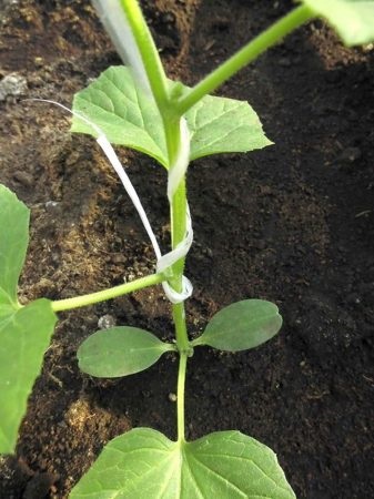 Miért hervadás uborka elhagyja az üvegházban, kertész