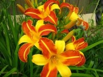 Termékenyítő korai izzó virágok a kertben virágok (tanya)