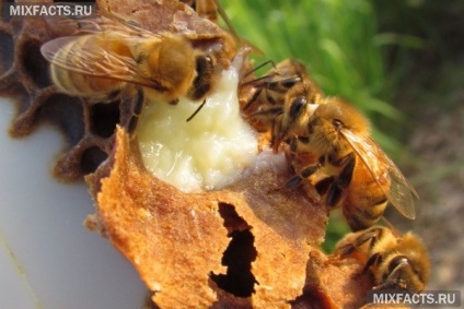 Hasznos tulajdonságai méz és méhpempő