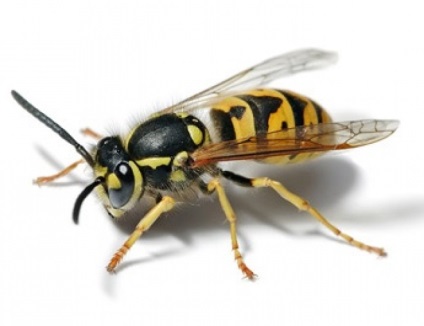 Csíkos agresszorok, hogy mit kell tennie, hogy elkerülje, hogy megharapta a méhek, darazsak és lódarazsak