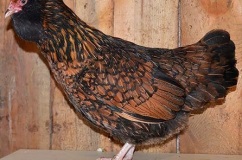 Breed csirkék ukrán earflaps leírás fotókkal