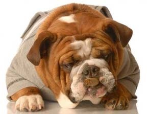 Breed Dog angol bulldog jellegének leírása, a képzés és az oktatás angol bulldog