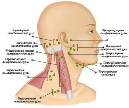 Hely nyirokcsomók a nyaki diagram, ls