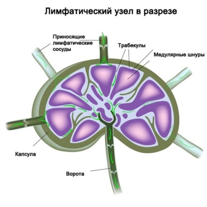 Hely nyirokcsomók a nyaki diagram, ls