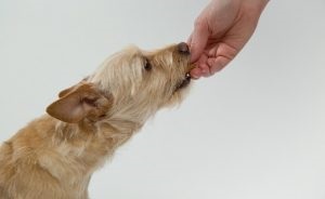 Emésztési zavarok kutyák „hogy mancs”