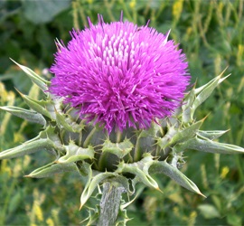 Thistle növény és tulajdonságai