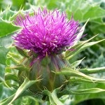 Thistle növény és tulajdonságai