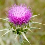 Thistle növény és tulajdonságai