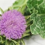 Thistle növény és tulajdonságai