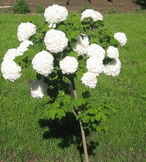 Sokszorosítása és gondozása díszítő Viburnum buldenezh (fotó berendezések)