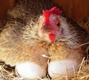 Tenyésztési tojótyúkok otthon, mint egy üzleti, üzleti terv tyúkok tenyésztését tyúkok tojás