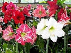 Ajánlások az ellátás és a tenyésztési Hippeastrum