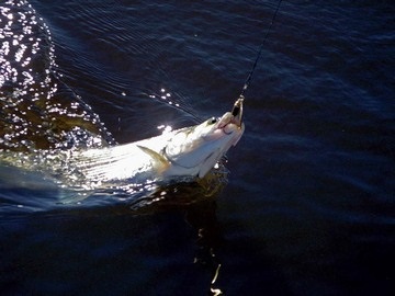 Horgászat fehér lazac - más halak