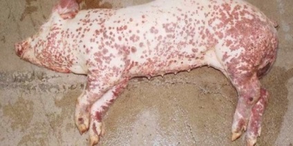 A sertésorbánc előzményei és lefolyása - Vörös foltok a sertésekben a bőrön, mint kezelni