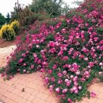 Rózsák a kertben, hogyan kell megszervezni egy rózsafüzért a kertben, és hogyan kell gondozni őket, amelyet beültetett rózsa