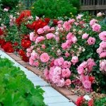 Rózsák a kertben, hogyan kell megszervezni egy rózsafüzért a kertben, és hogyan kell gondozni őket, amelyet beültetett rózsa