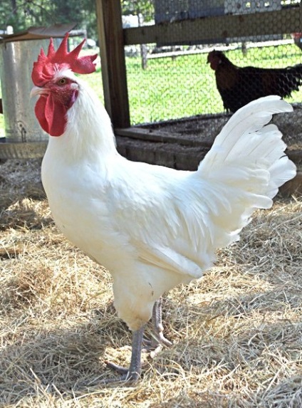 Orosz fehér fajta csirkék, leírás és fotó, jellemzők