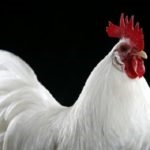 Orosz fehér fajta csirkék, leírás és fotó, jellemzők