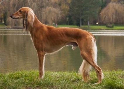 Saluki fajta fotó és leírását a kutya részletesen