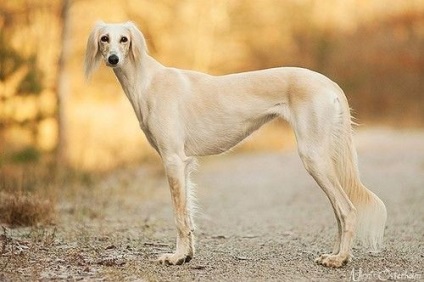 Saluki fajta fotó és leírását a kutya részletesen