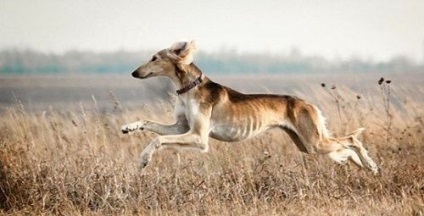 Saluki fajta fotó és leírását a kutya részletesen