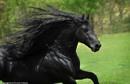A legszebb ló a világon - fekete csődör Fridrih Veliky
