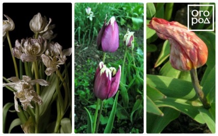 A legveszélyesebb betegség a tulipánok -, hogyan lehet felismerni és harcolni egy virágágyás ()