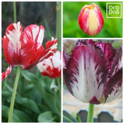 A legveszélyesebb betegség a tulipánok -, hogyan lehet felismerni és harcolni egy virágágyás ()