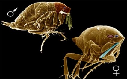 Melyik parazita a legveszélyesebb az emberre, A leghalálosabb magyar paraziták - HáziPatika