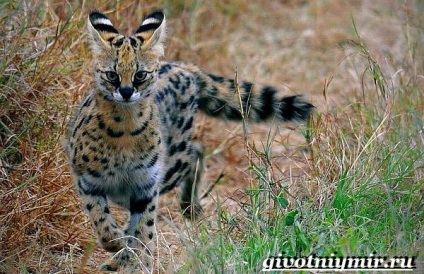 Serval macska