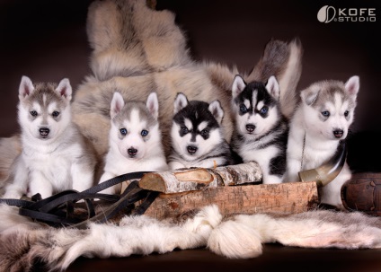Szibériai husky (a történelem és a fajta jellemzői, 33 fotó)