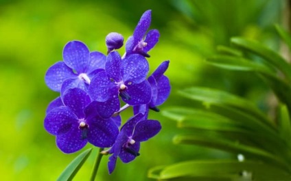 Kék orchidea alapjait, a minőség és a leírást, tippeket növekszik, fotók