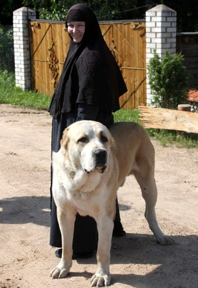 Kutyák és az ortodox egyház